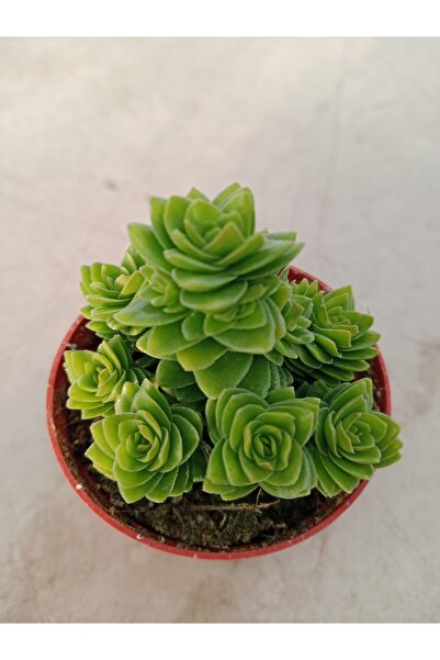 Ravza Çiçekçilik Crassula Estagnol 5 . 5 Cm Saksı da Özel Tür