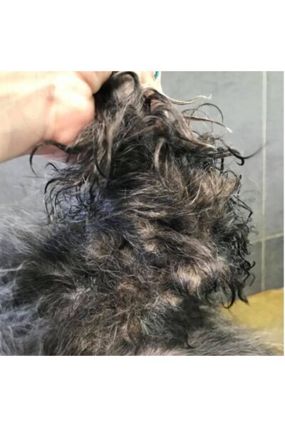 Showtech Show Tech+ Quick Fix Köpek Kıtık Açıcı Kolay Tarama Spreyi 500 ml - Kuru ve Islak Kullanım!