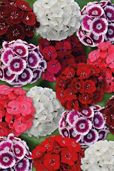 Hüsnü Yusuf Flower Seedling Mix 10 Pieces (DİANTHUS barbatus)