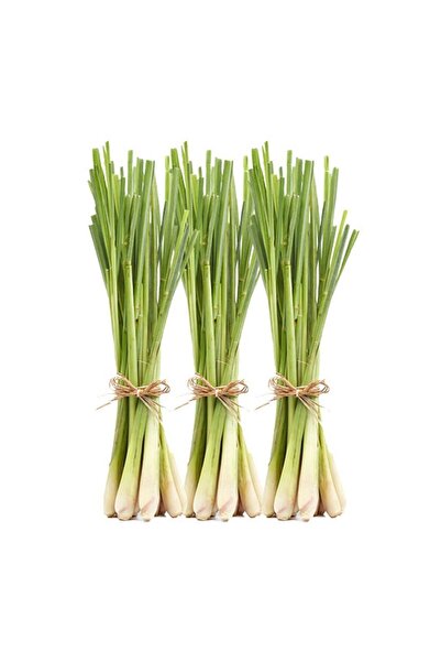 YavuzTropikalFidan LEMON GRASS FİDESİ