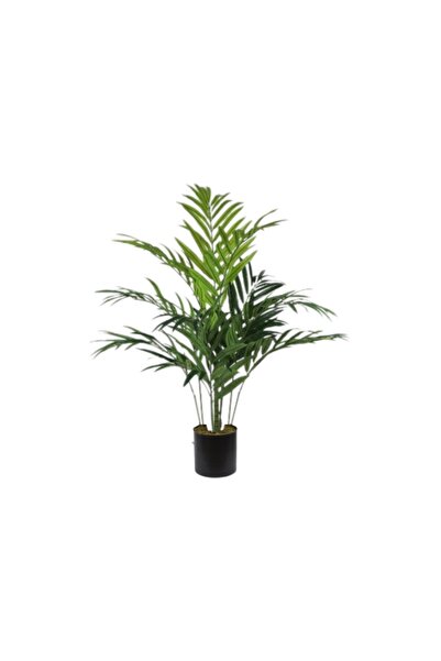 Kentıa Palm Üretim Saksılı / 180 Cm