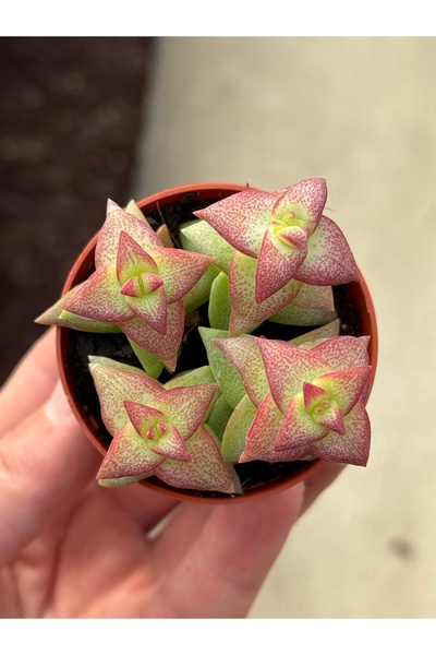 SukuLand Crassula perforata 'Hoshi Otome' özel tür sukulent 5,5cm saksıda