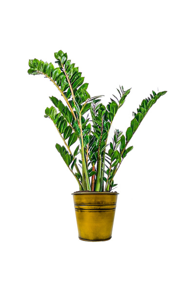 Fidanburada Zamia Large (Zamioculcas Zamiifolia) Gold Metal Saksılı