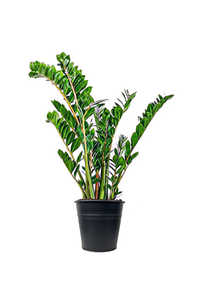 Fidanburada Zamia Large (Zamioculcas Zamiifolia) Siyah Metal Saksılı