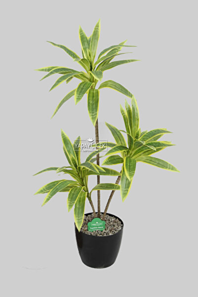 Yapay Çiçek Deposu Yapay Ağac Dracena 3 Dallı Gerçek Dokulu 75 cm