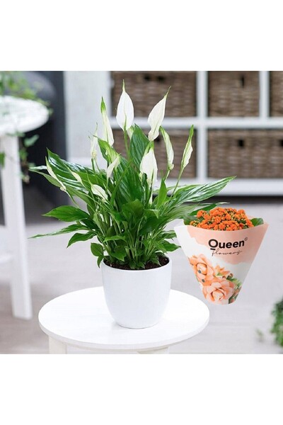 Byaysima Canlı Saksıda Hediyelik Spatıfılyum(barış Yelken Çiçeği)Turuncu Kalanşo Hediyeli Salon Bitkisi