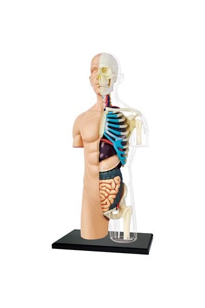 Mappy Figurina anatomica educativa Mappy 4D Master - Corpul uman - trunchi
