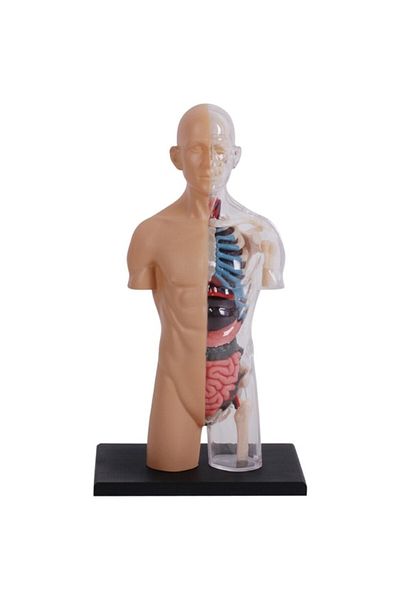 Mappy Figurina anatomica educativa Mappy 4D Master - Corpul uman - trunchi