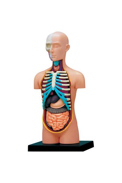 Mappy Figurina anatomica educativa Mappy 4D Master - Corpul uman - trunchi