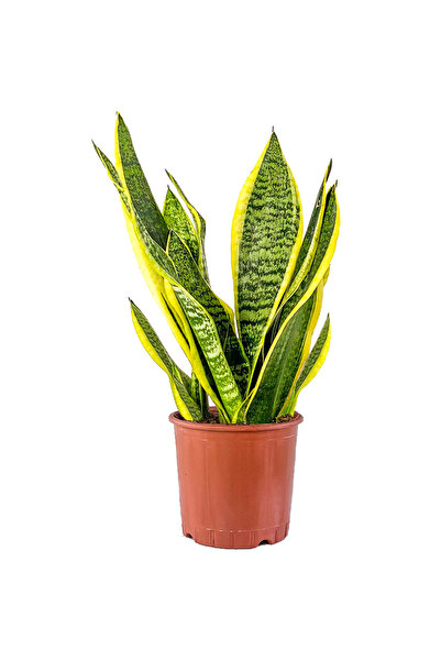 Fidanburada Paşa Kılıcı Mini (Sansevieria Gold Flame)