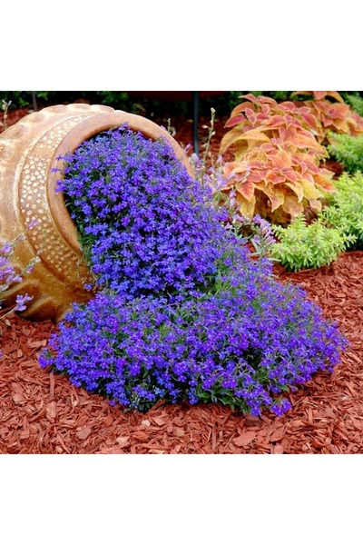 ZENGARDEN EV VE BAHÇE Safir mavi sarkan lobelya tohumu lobelia pendula çiçek ...