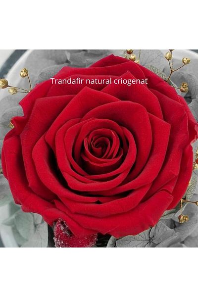 OEM Trandafir criogenic, cupola in forma de Inger, Trandafir Rosu, inima aurie