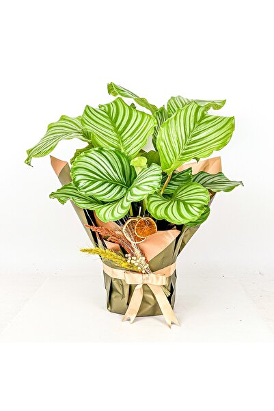 Fidanburada Kalatya Orbifolia Hediye Paketli