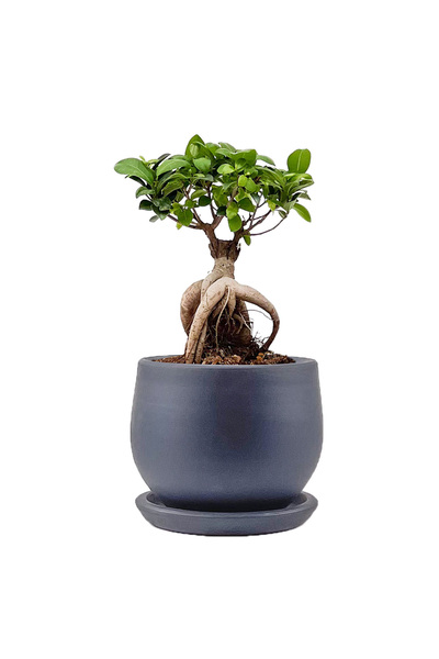 Fidanburada Mini Ficus Ginseng Bonsai Antrasit Curvy Saksılı