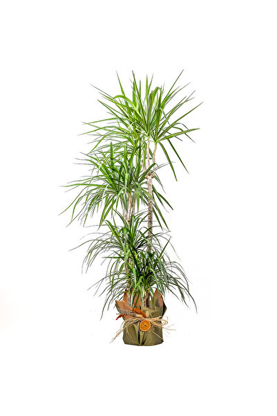 Fidanburada Dracaena Marginata - 4 Gövdeli Hediye Paketli
