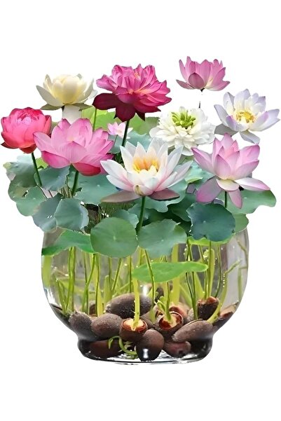 Köy Tohumları 5 Adet Tohum Nadir Karışık Renkli Asya Kase Lotus Asya Su Zambağı Tohumu Kutsal Nilüger Lotusu Tohum