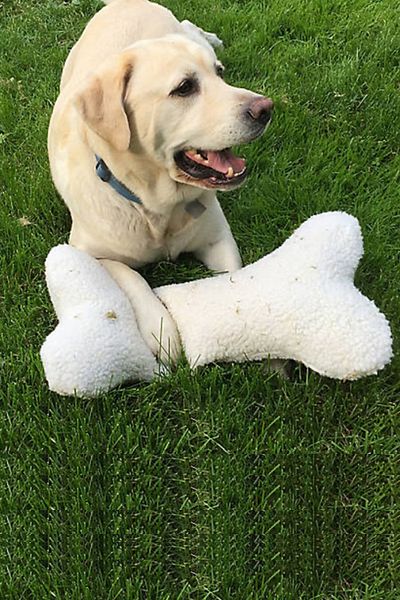 Leiste Osteo Bone Shaped Cat Dog Stress Teeth Pulling Pillow Toy Dog Play Pillow