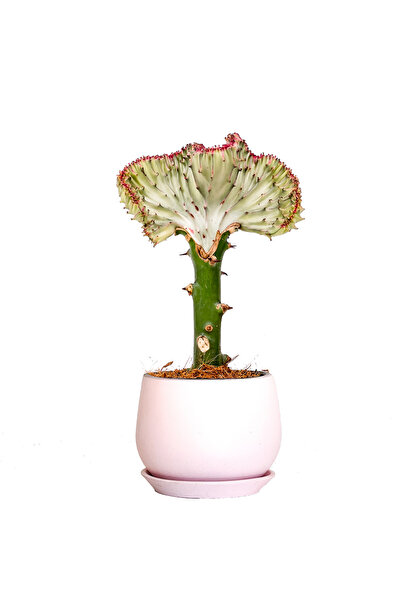 Fidanburada Aşılı Kaktüs (EUPHORBİA LACTEA CRİSTATA) Curvy Pembe Saksılı