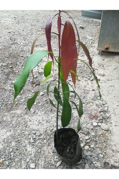ERVA PEYSAJ Saksıda Yetişebilen Mango Fidanı 50 60 Cm