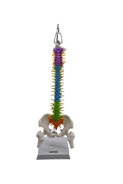 TUSHBA Colorful Full Size Movable Femur Joint Spine Screw45 Cm Model 38
