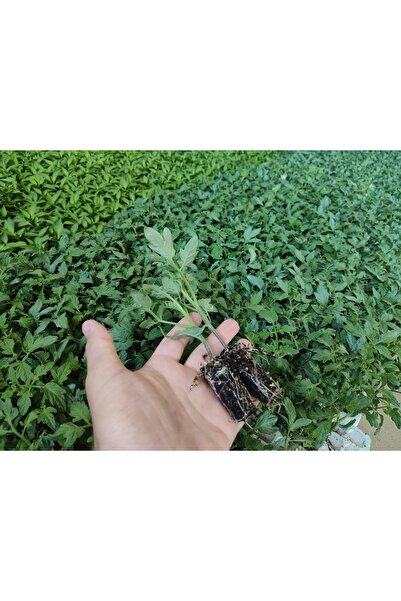 Mrc Grow 5 Adet Çeri Domates Fidesi (Cherry) – Tatlı Aromalı, Verimli, Saksıy...
