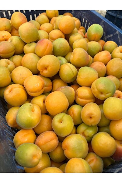 mut incisi zeytin & zeytinyağı Taze Kayısı Net : 10 kg