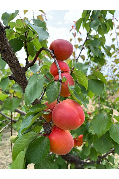 mut incisi zeytin & zeytinyağı Taze Kayısı Net : 15 Kg
