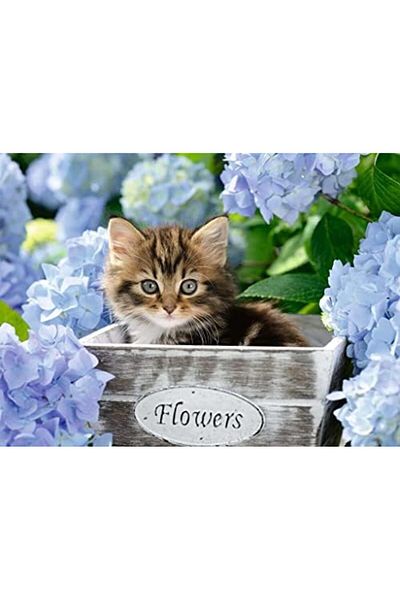STOREMAX Bystoreby 128945   Kitten Puzzle, 300 Pieces, Multicolor Newdesing 646268