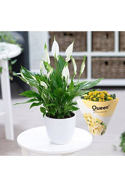 Byaysima Canlı Saksıda Hediyelik Spatıfılyum (barış Yelken Çiçeği) Sarı Kalanşo Hediyeli iç Mekan Bitkisi