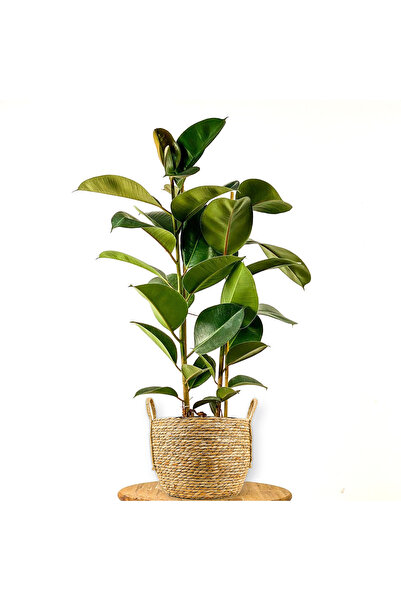 Fidanburada Kauçuk - 2 Gövdeli (FİCUS ELASTİCA) Boho Hasır Saksılı