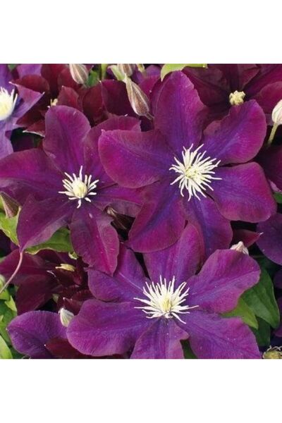 Hobiflora Clematis fidanı WARŞAVSKA NAYK