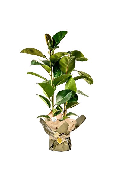 Fidanburada Kauçuk - 2 Gövdeli (Ficus Elastica) Hediye Paketli