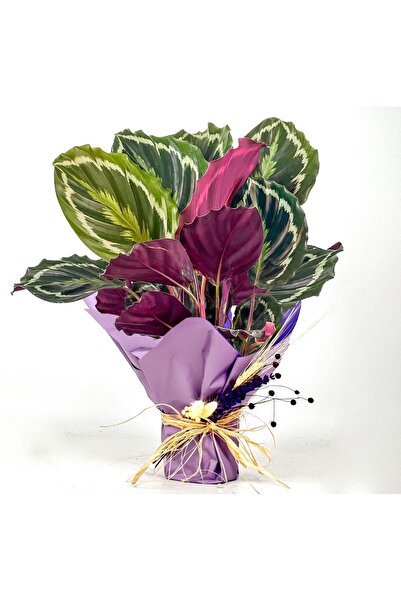 Fidanburada Kalatya-Calathea Medallion-İthal 40-60cm