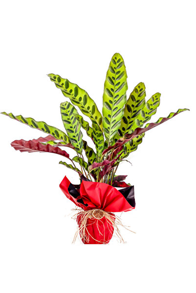 Fidanburada Kalatya (CALATHEA LANCİFOLİA INSİGNE) Hediye Paketli