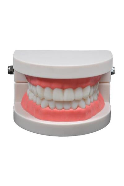 Temel Diş Modeli 8 Cm