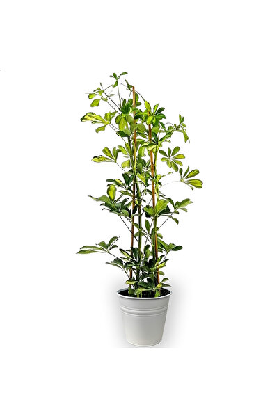 Fidanburada Şeflera (SCHEFFLERA) Beyaz Metal Saksılı
