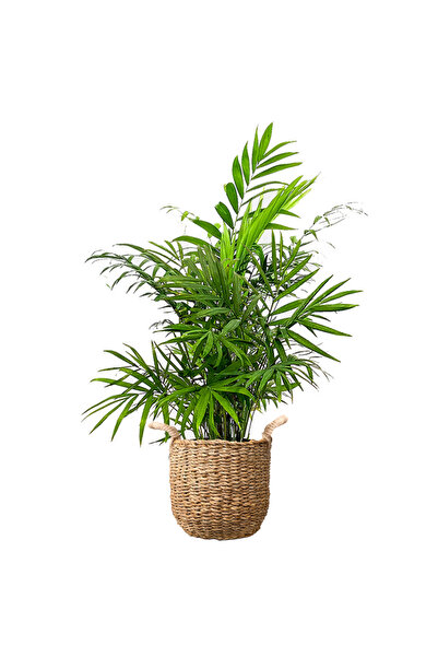 Fidanburada Dağ Palmiyesi (CHAMAEDOREA ELEGANS) Basic Hasır Saksılı