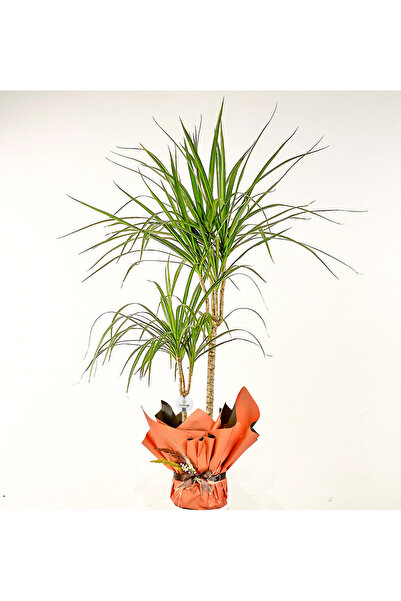 Fidanburada Dracaena Marginata - 2 Gövdeli Hediye Paketli