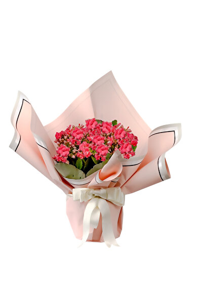 Fidanburada Pembe Kalanşo (Kalanchoe) Hediye Paketli