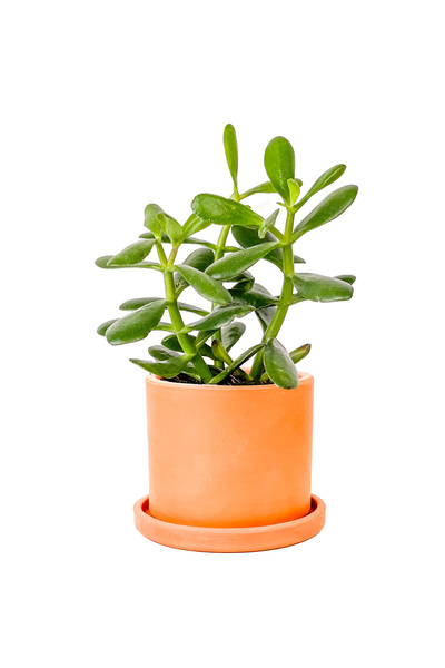 Fidanburada Para Çiçeği (Crassula Ovata) Ruby Terra Cotta Saksılı
