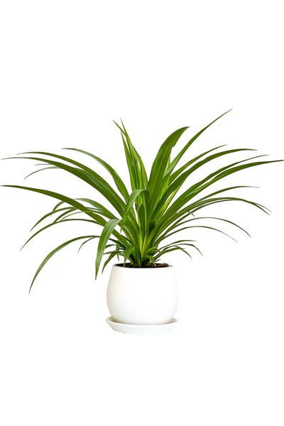 Fidanburada Kurdele Çiçeği (Chlorophytum Comosum Green) Curvy Beyaz Saksılı