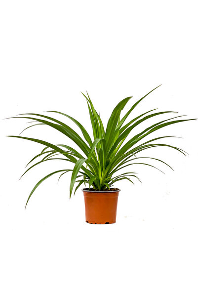 Fidanburada Kurdele Çiçeği (Chlorophytum Comosum Green)