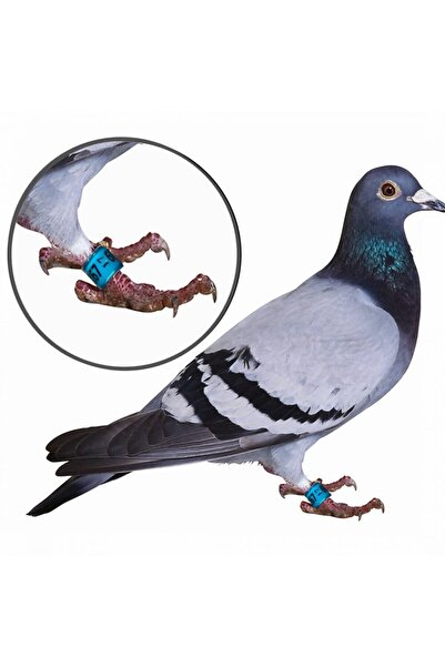 Others Plastic Numbered Bird Leg Bands - 100 Pieces