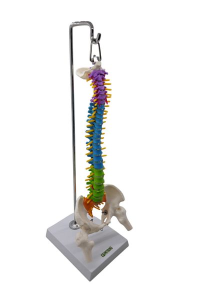 TUSHBA Colorful Full Size Movable Femur Joint Spine Screw45 Cm Model 38
