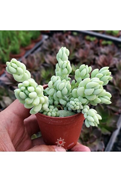cantropikal Sedum Morganianum, Orta Boy, Bordo Çiçek Açan Sarkan Sukulent