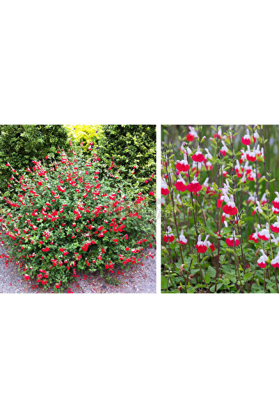 Ucuzluk Diyarı EVLERİNİZİ VE BAHÇELERİNİZİ SÜSLEYEN SÜS KIRMIZI ÇİÇEKLİ ADA Ç...