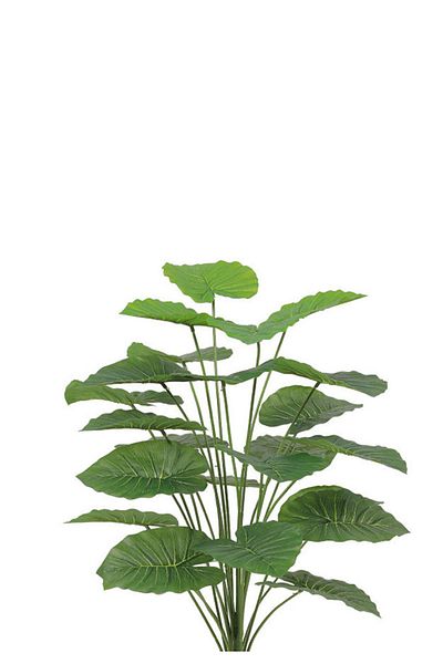 Generic Artificial Alocasia Heart Leaf Seedling in Round Plastic Pot