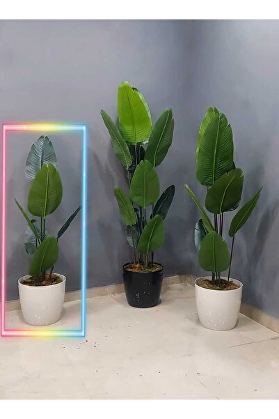 İremÇiçekçilik Parlak Plastik saksıda Yeni Starliçe - 6 Yapraklı