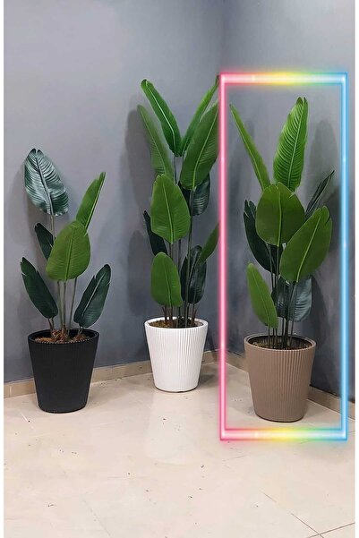 İremÇiçekçilik Tırtıklı Plastik saksıda Yeni Starliçe - 8 Yapraklı