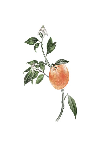 L'Occitane Orange Blossom & Orchid Hand Cream with Gentle Citrus & Floral Notes, Orange Blossom & Orchid Hand Cream - 30ml